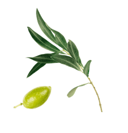 Olive leaf