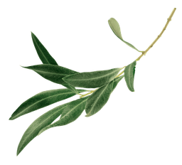 Olive leaf