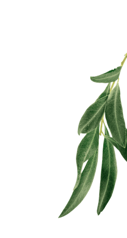 Olive leaf