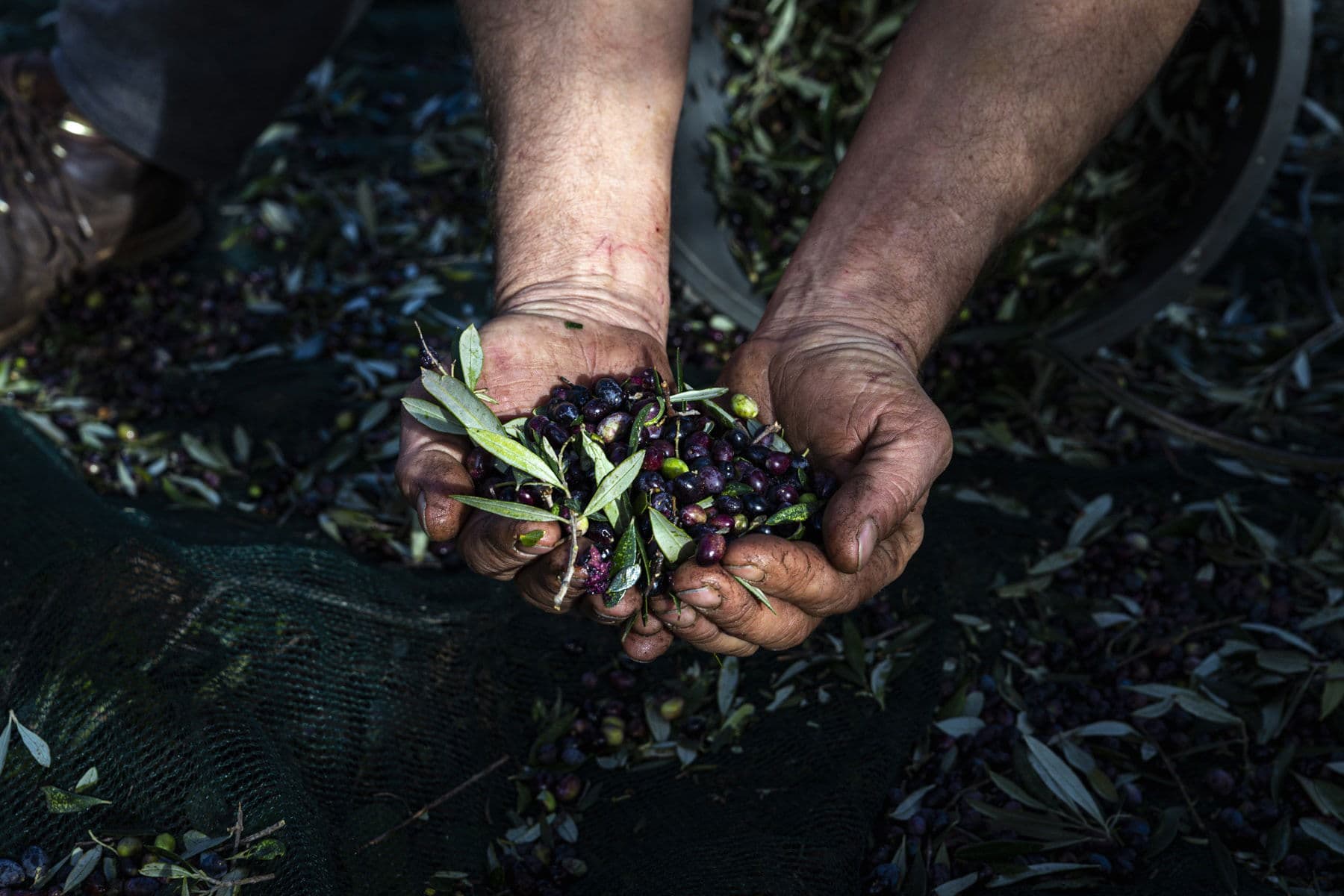 We love them so much: but are olives healthy?