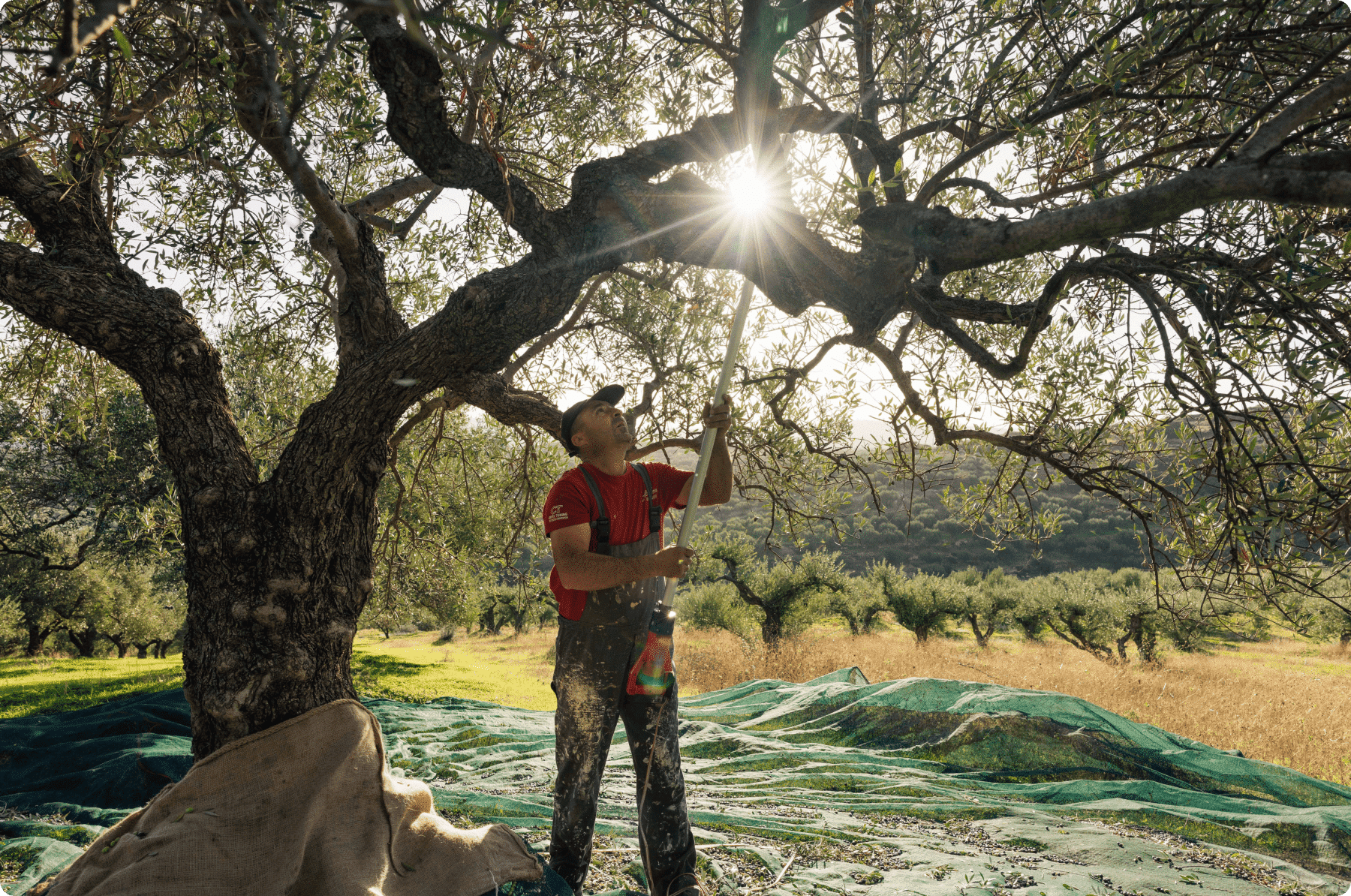 Pomace olive oil
