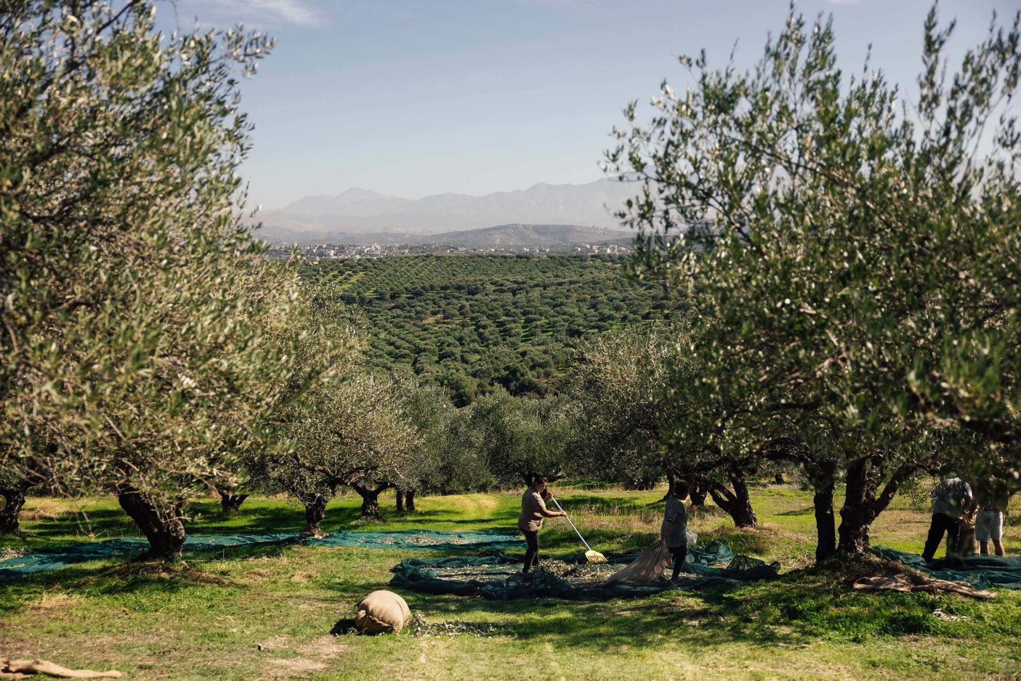 The location of the trees