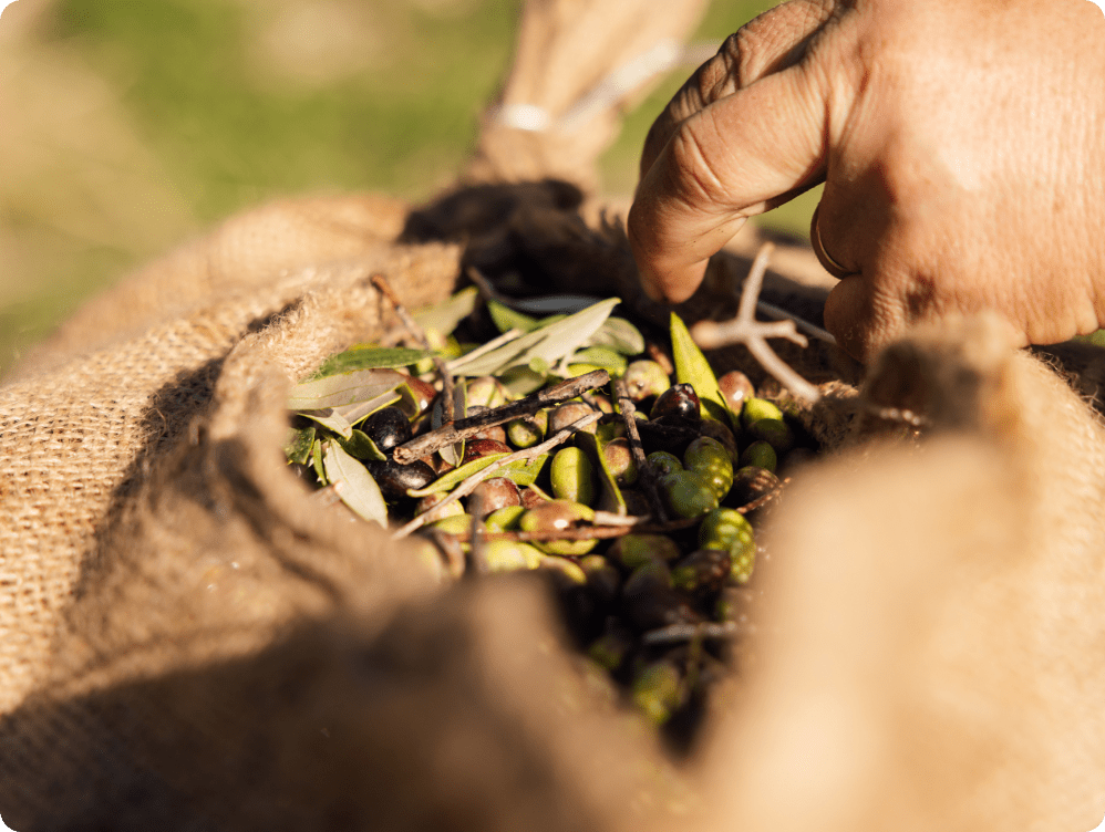 Is organic olive oil better?