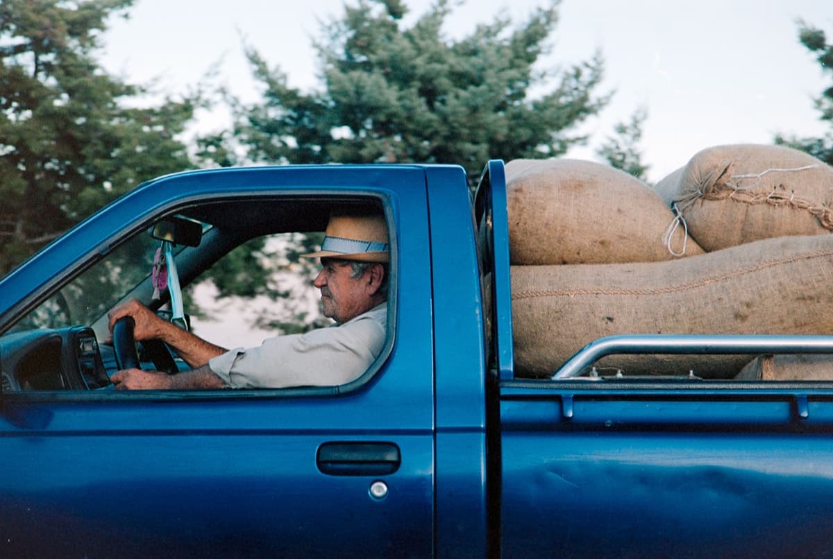 How are the olives transported after the harvest?