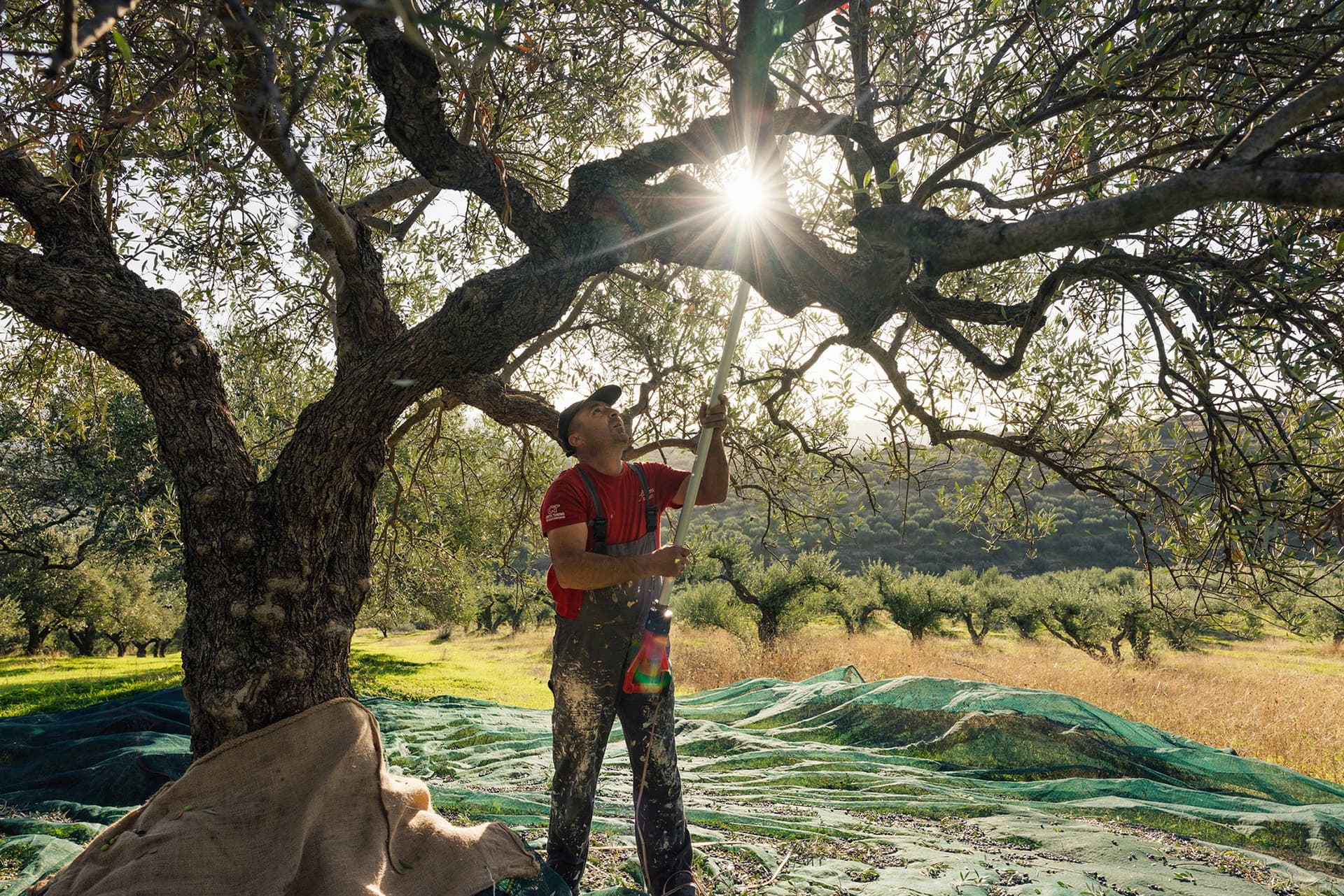 Hoe wordt pomace olijfolie gemaakt?