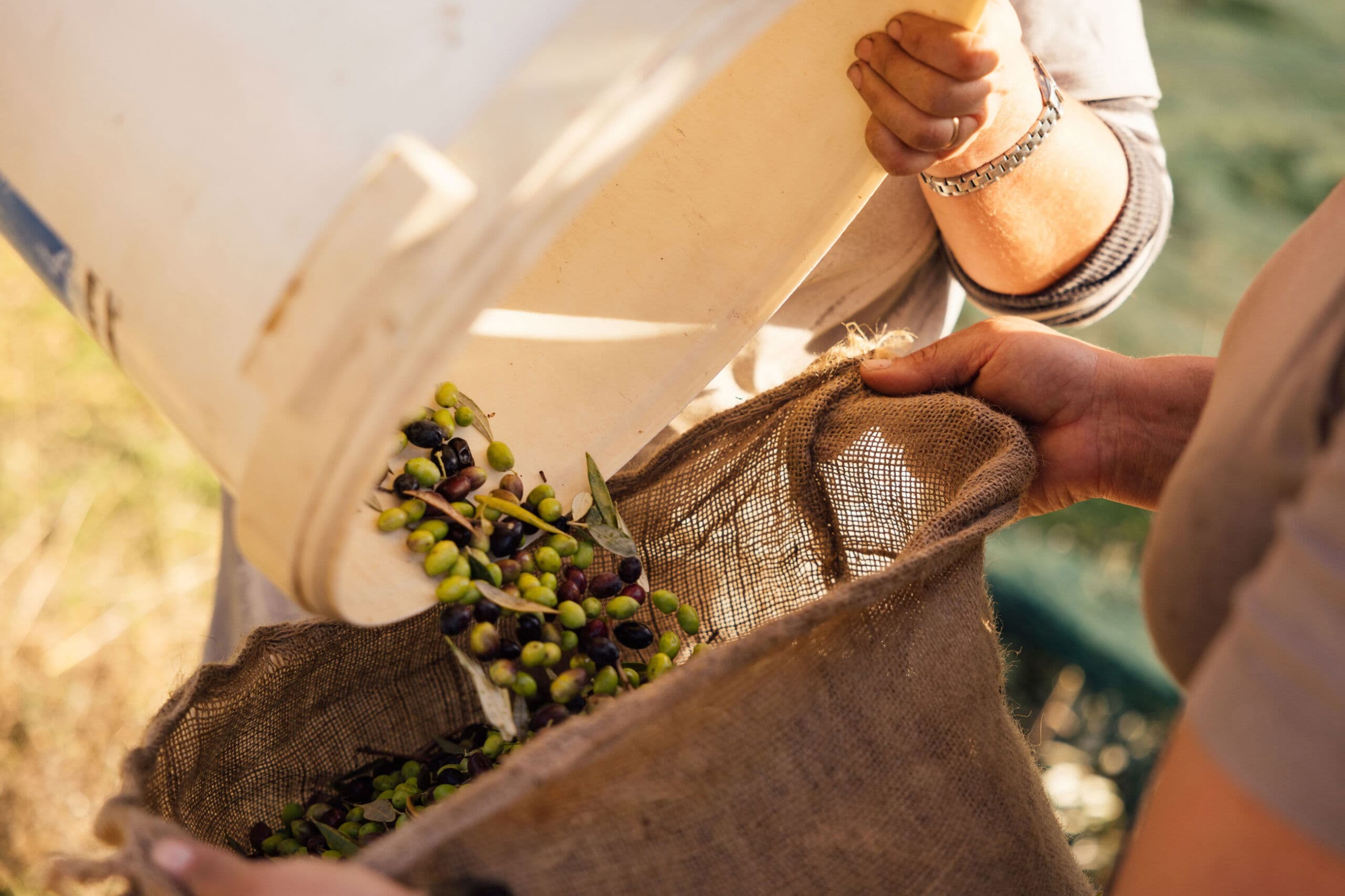Gkazas Olijfolie versus andere supermarkt olijfoliën