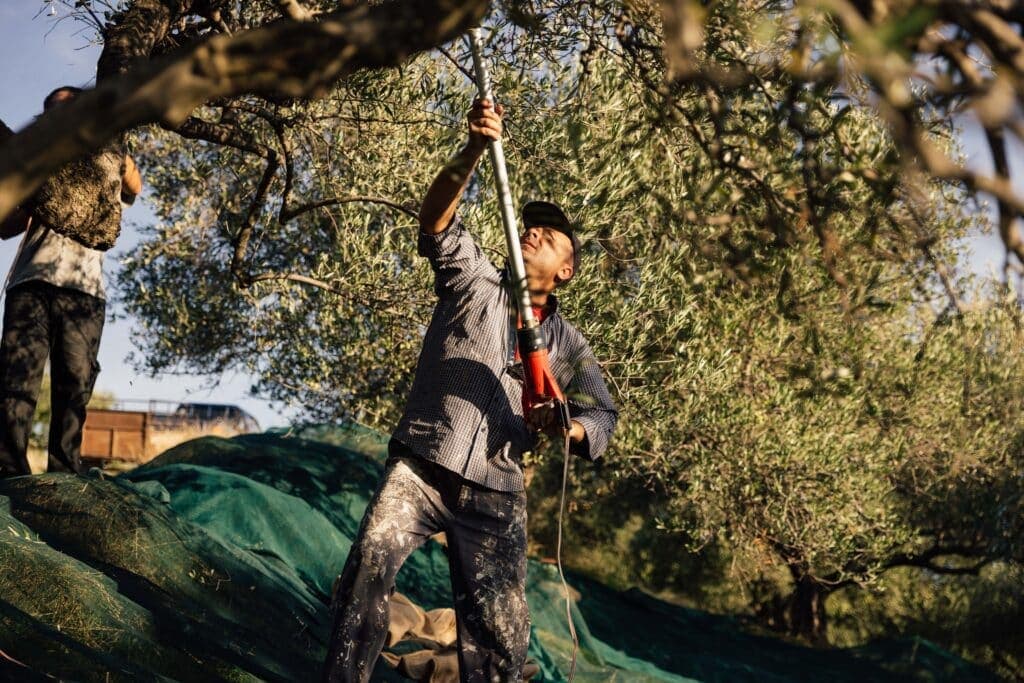 Comment savoir si vous avez une bonne huile d'olive ?