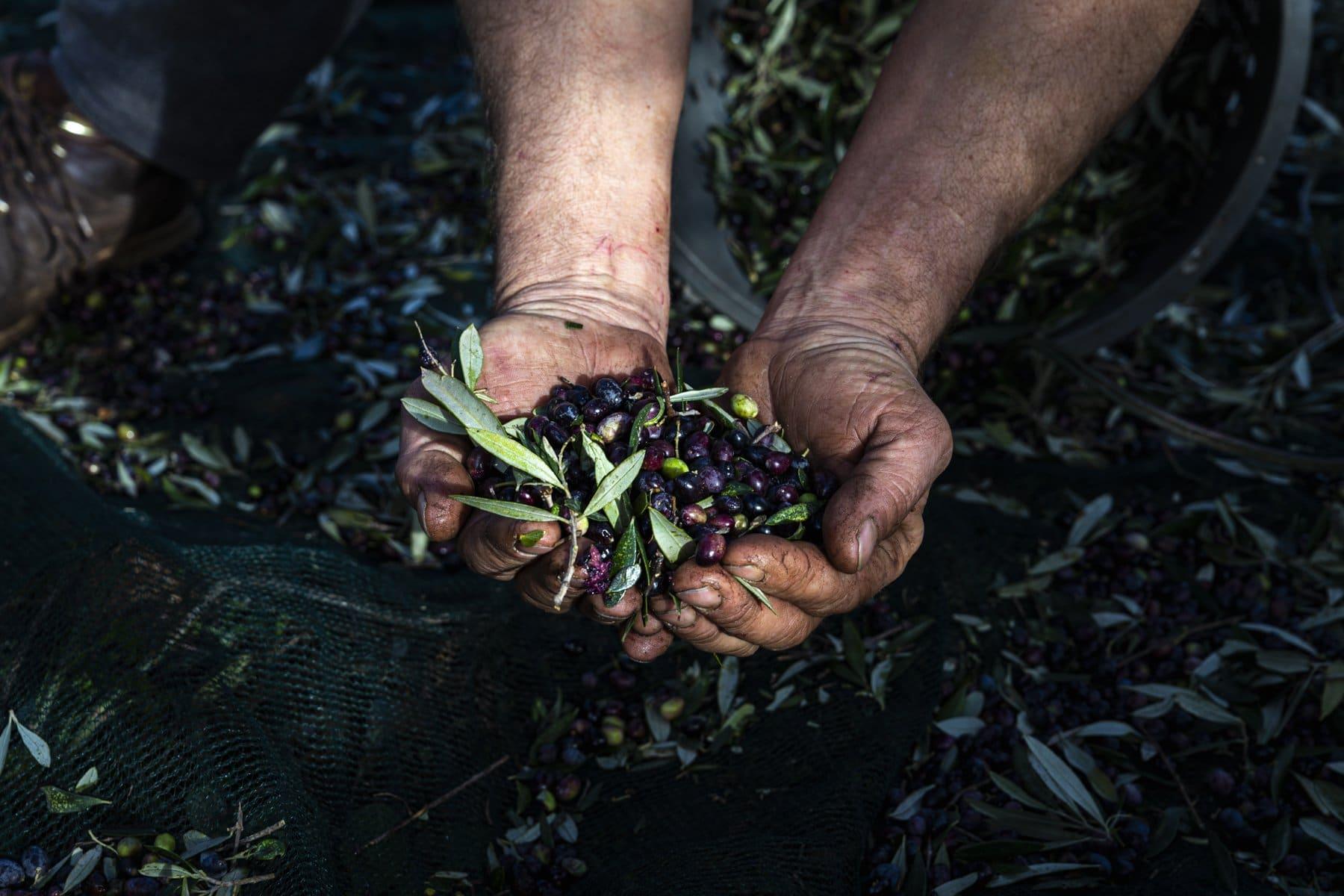 Les 4 catégories d'huile d'olive les plus connues.