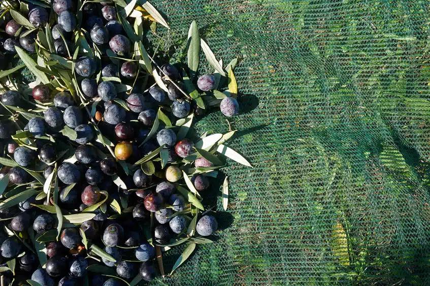 The Koroneiki-olive is the basis for Gkazas Olive Oil