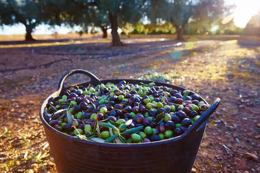 Hurray! It's harvest season on Crete