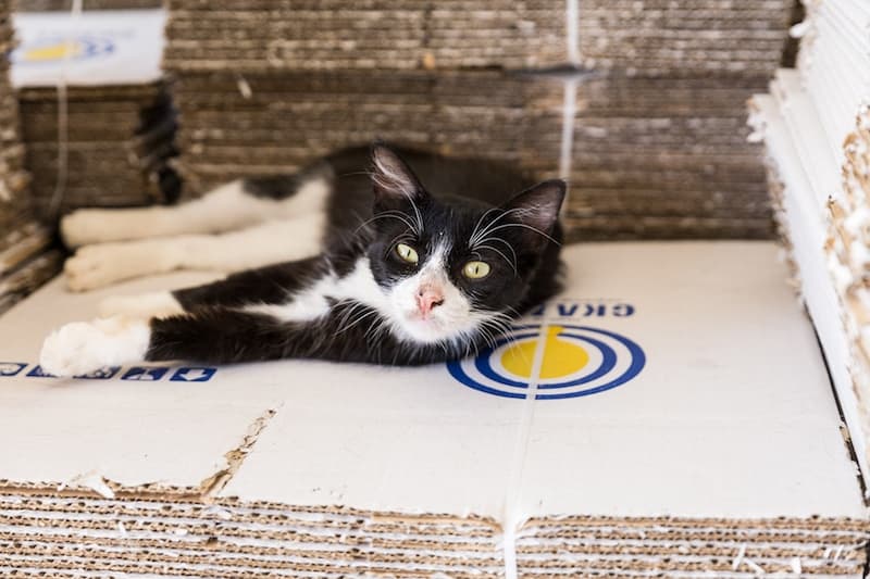 Wist je dat olijfolie ook gezond kan zijn voor katten?