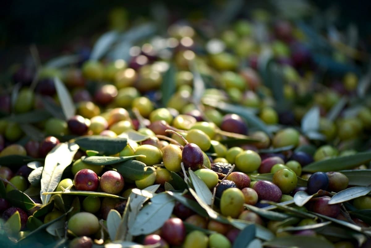 Wat is xylella en hebben we er op Kreta ook last van?