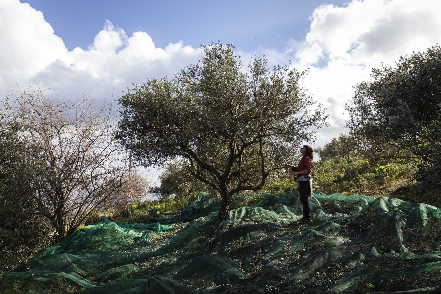 Nous aimons tellement les manger : mais les olives sont-elles saines ?