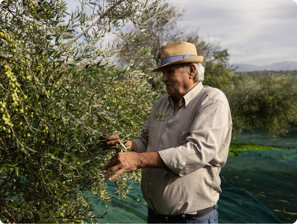 How is extra virgin olive oil made?