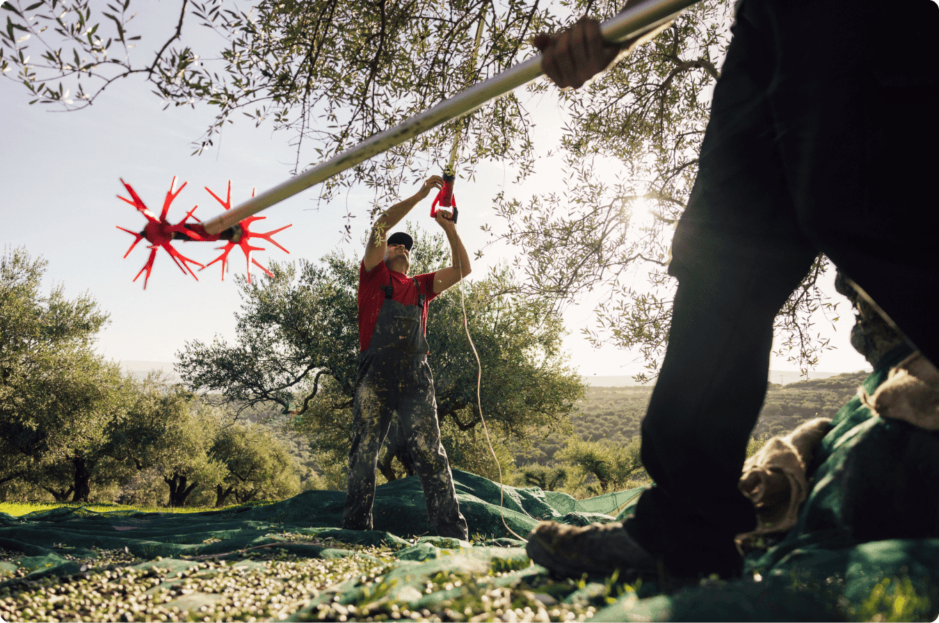 How is pomace olive oil made?