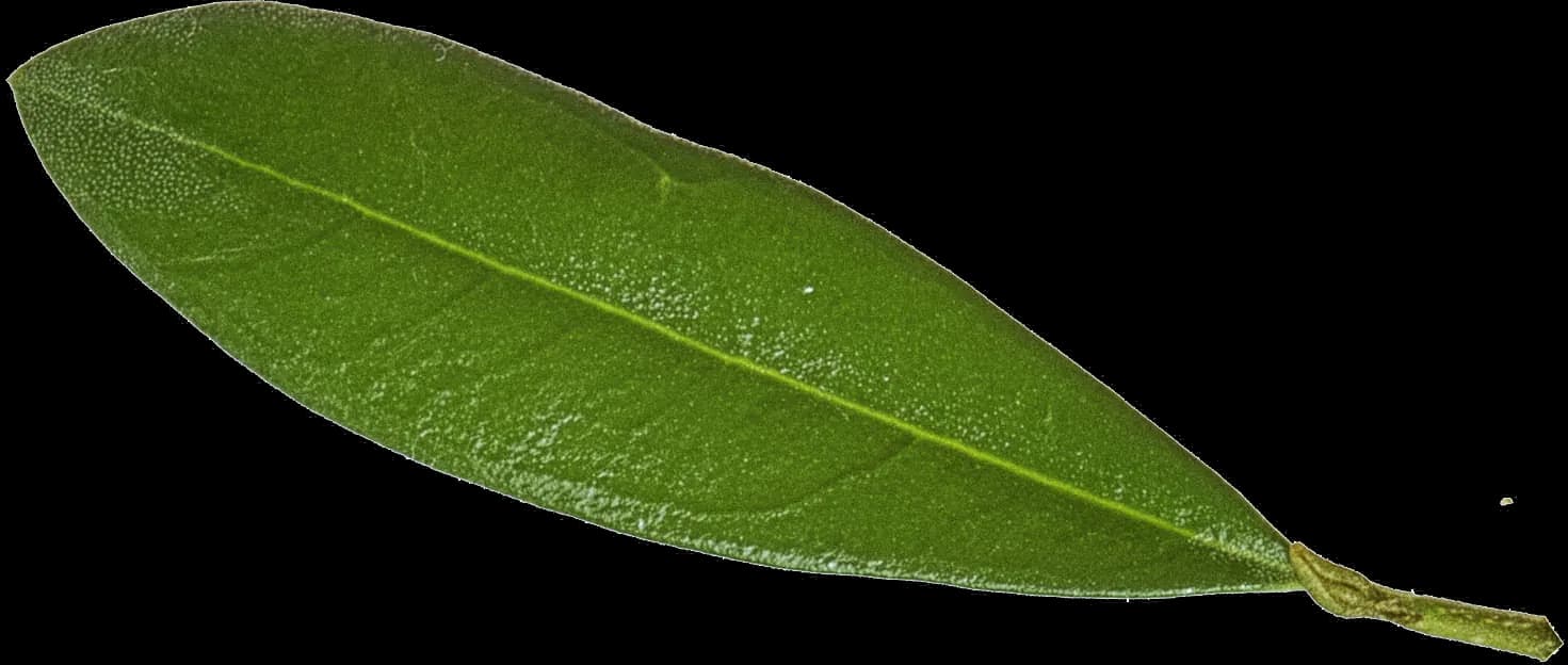 Extra virgin olive oil