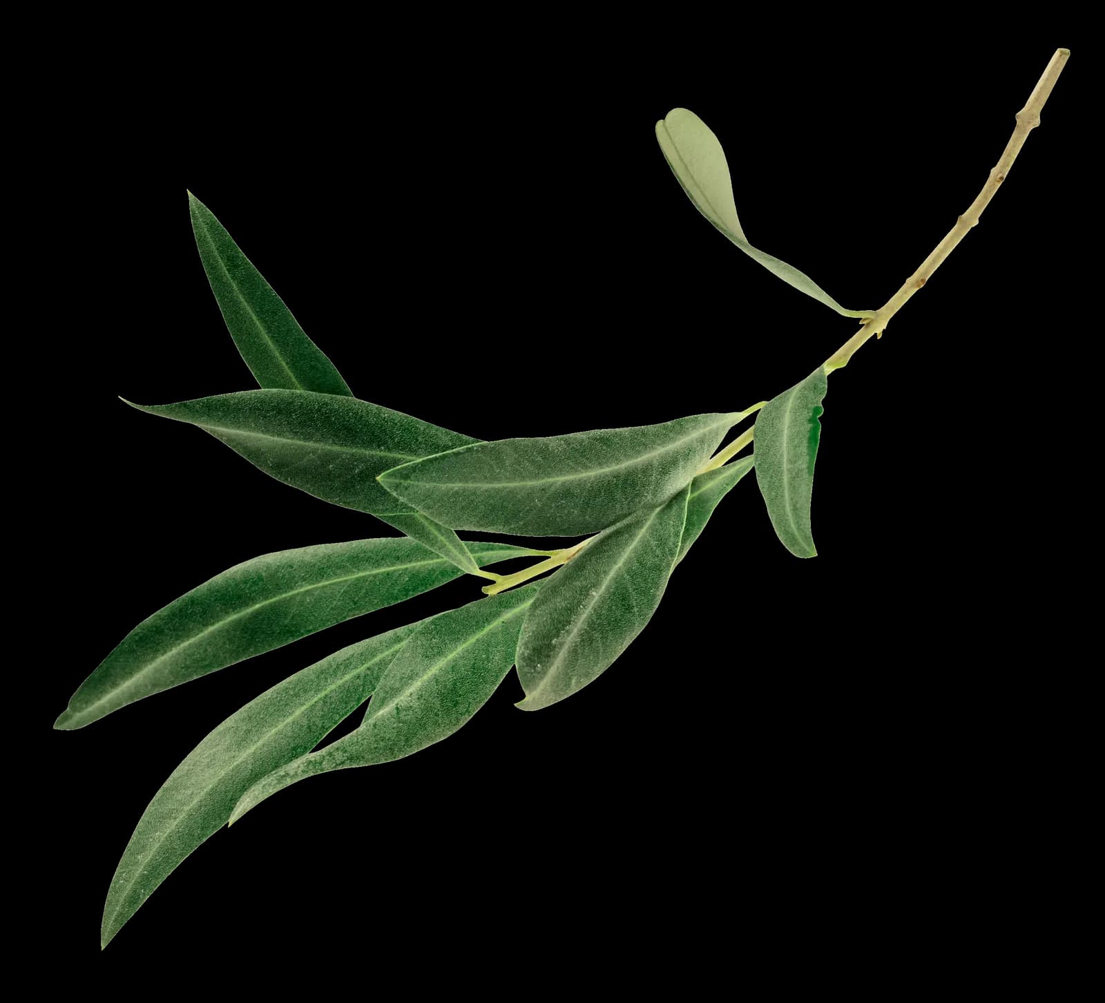Extra virgin olive oil