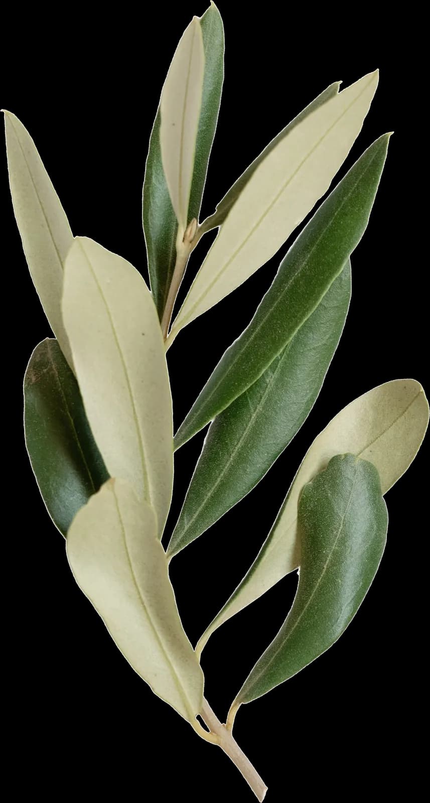 Extra virgin olive oil