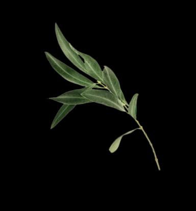Leaf