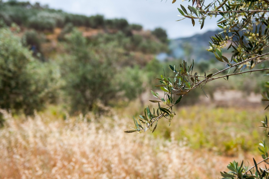 Hier op Kreta woont George én vind je onze olijfgaarden! 16