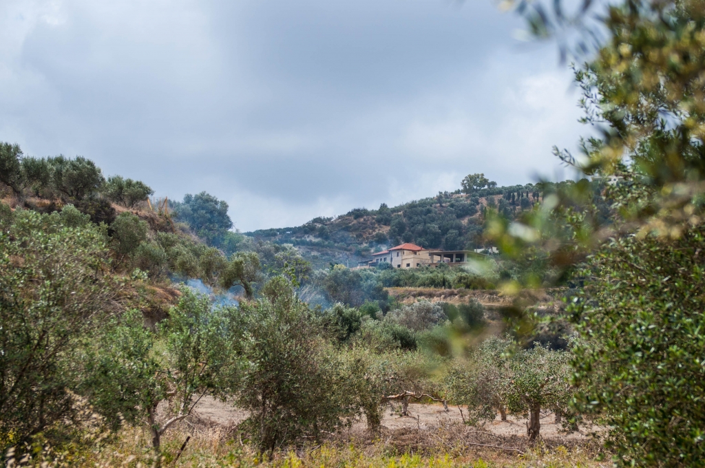Hier op Kreta woont George én vind je onze olijfgaarden! 17