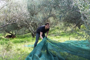 Olive trees ideally stand five meters apart (3.1 miles), how come? 2