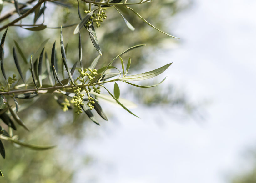 Wat houdt de verzorging van een eigen olijfboom in?