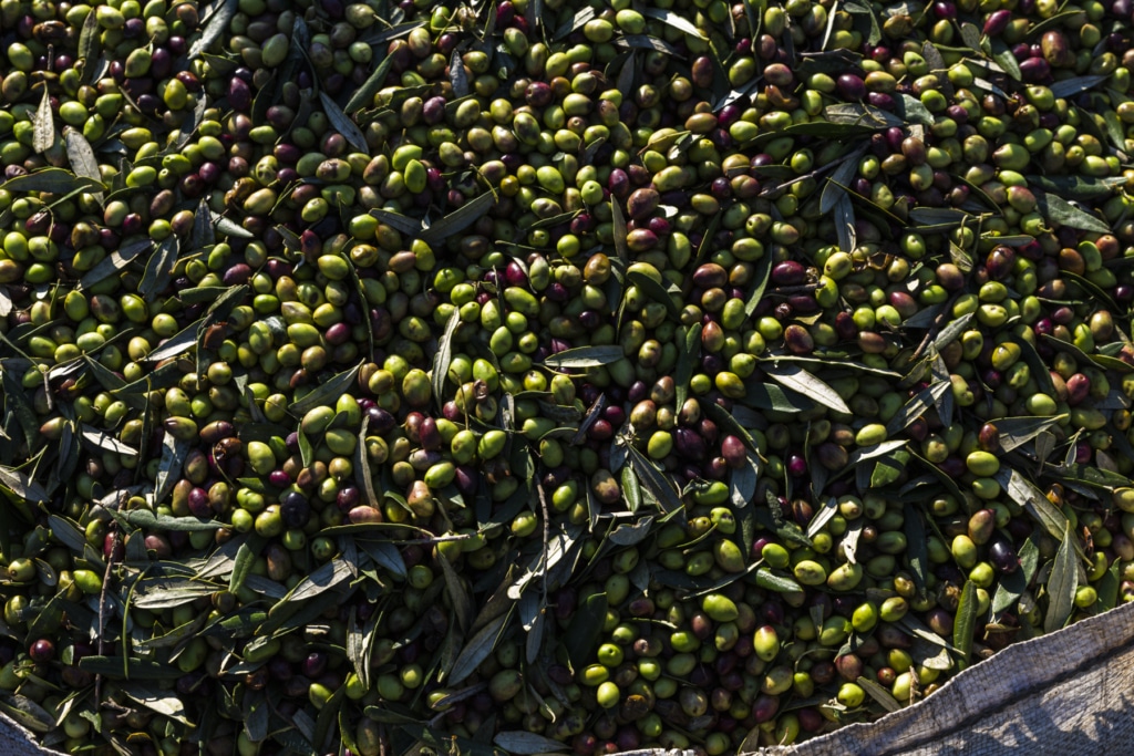 What should you watch out for when buying olive oil? 3