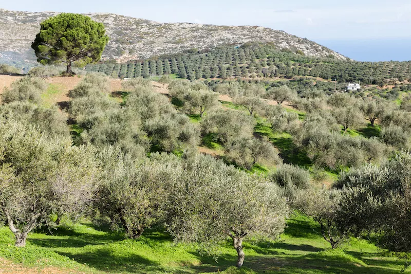 Olive trees ideally stand five meters apart (3.1 miles), how come?