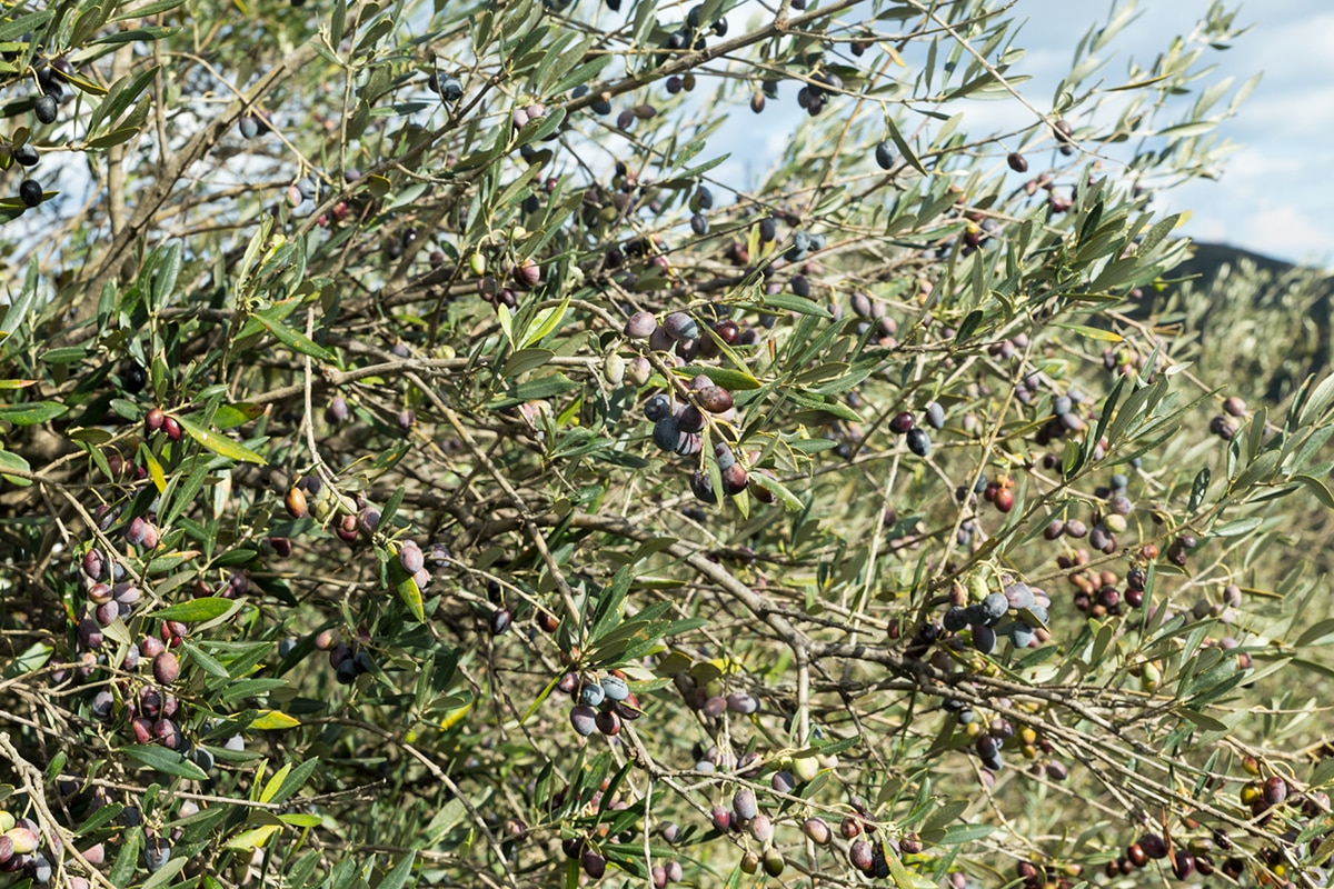 Huile d'olive par rapport à huile de tournesol: quelle huile est plus saine?