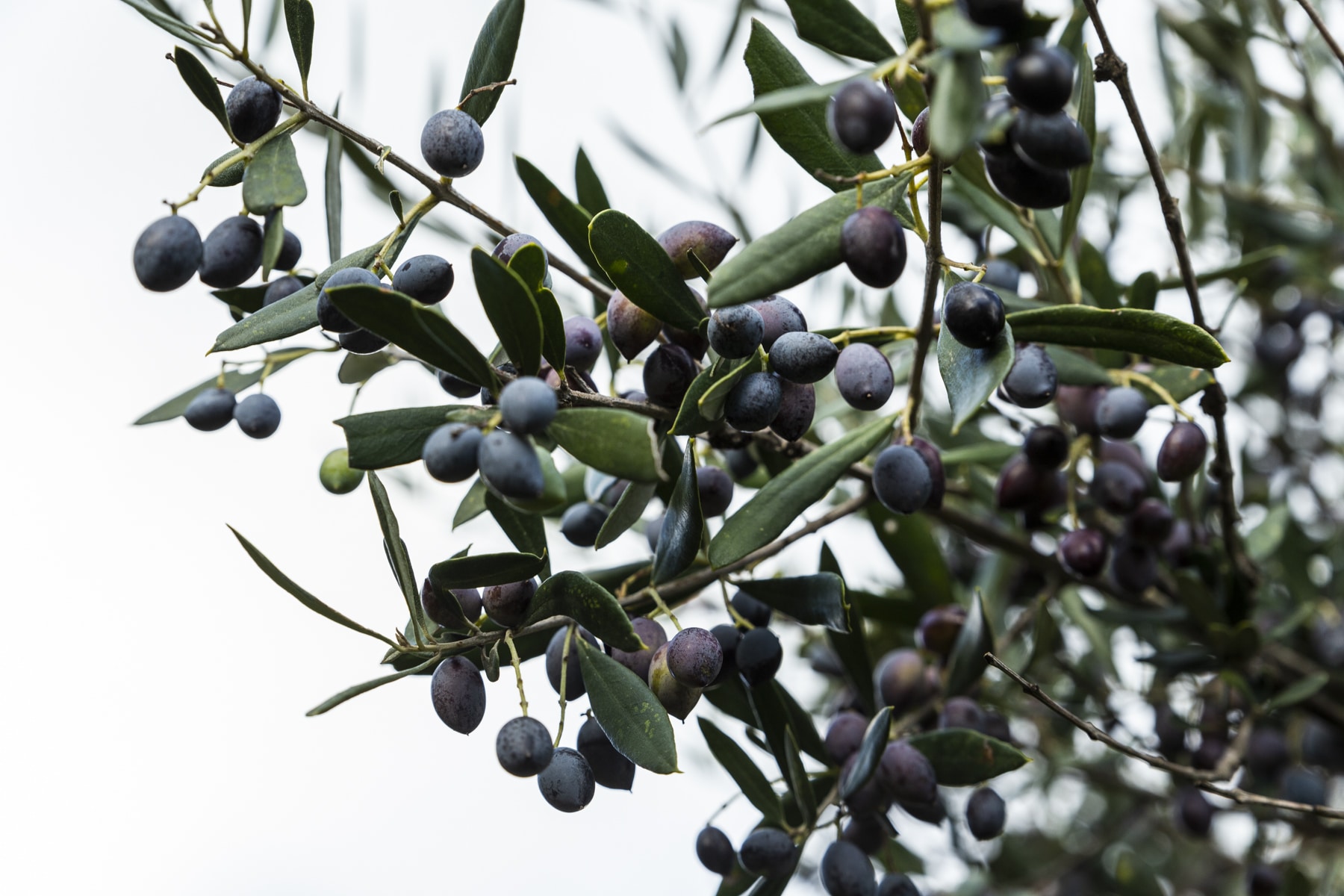 L’huile d’olive par rapport à l’huile de colza : quelle huile est plus saine?