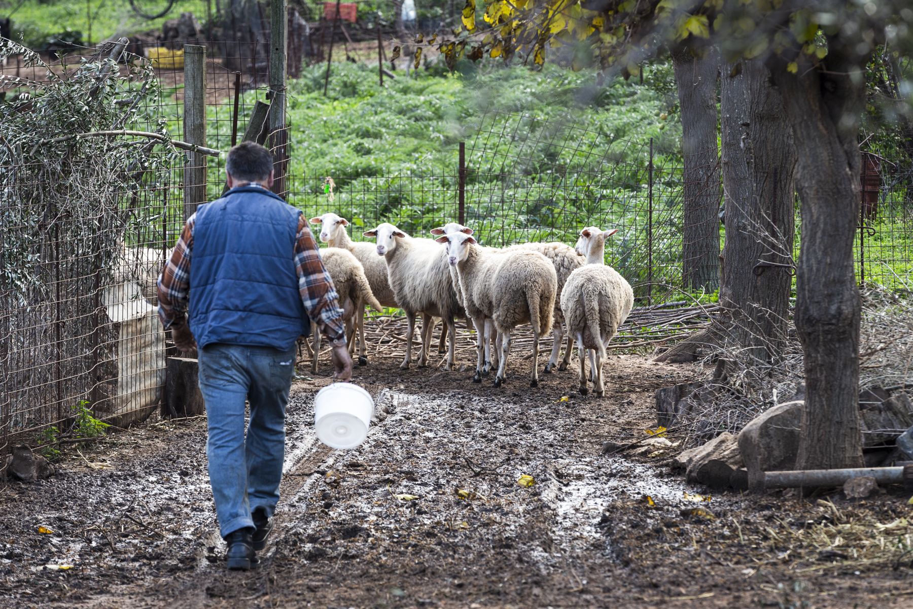 Deel de liefde! Een schapenhoeder laat ons zijn Kreta zien
