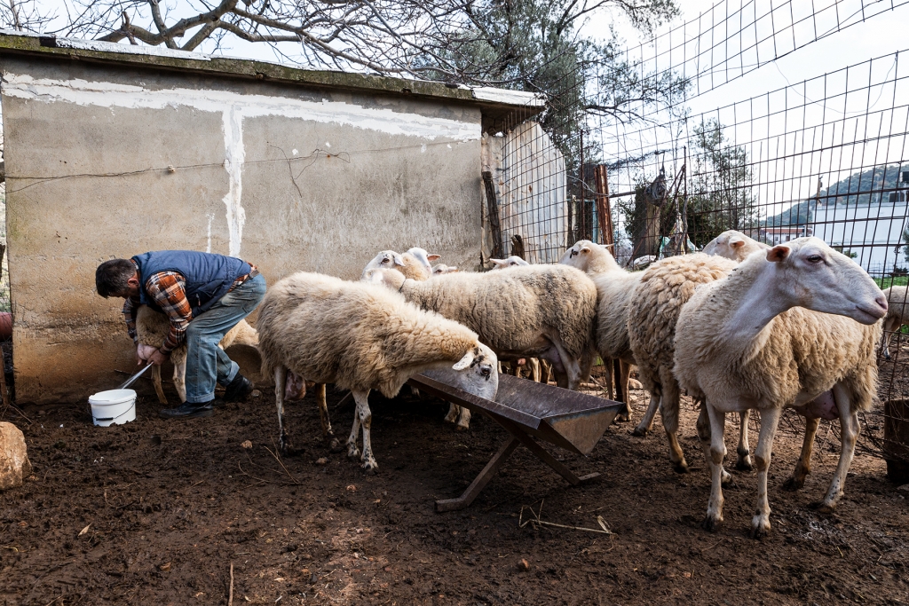 Deel de liefde! Een schapenhoeder laat ons zijn Kreta zien 2