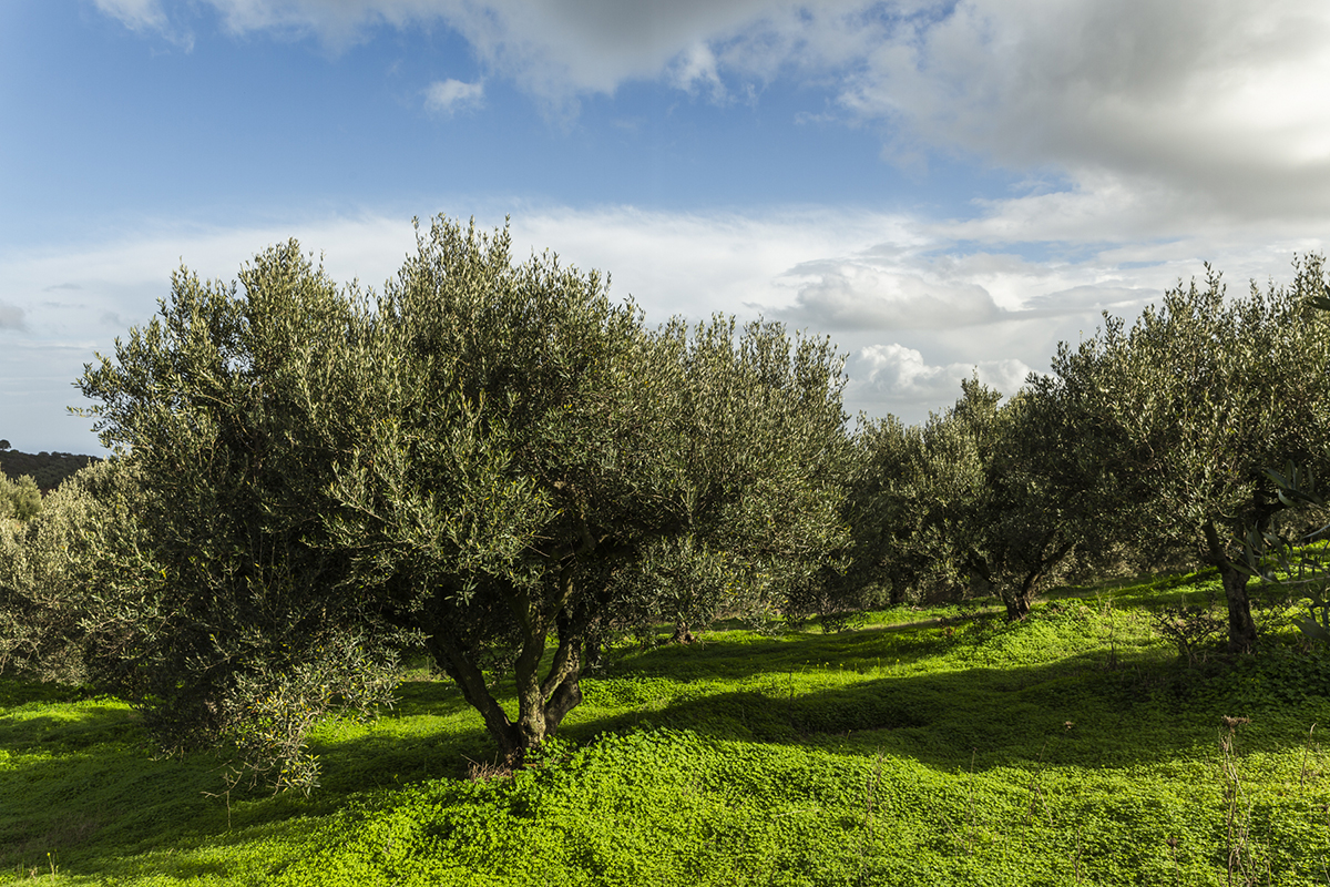 Augmentation des prix de l’huile d’olive : voici exactement ce qui se passe !