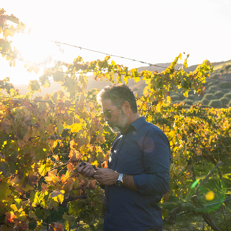 Yamas: wijnboer Nikos produceert biologische Griekse wijn in de Kretense bergen 19
