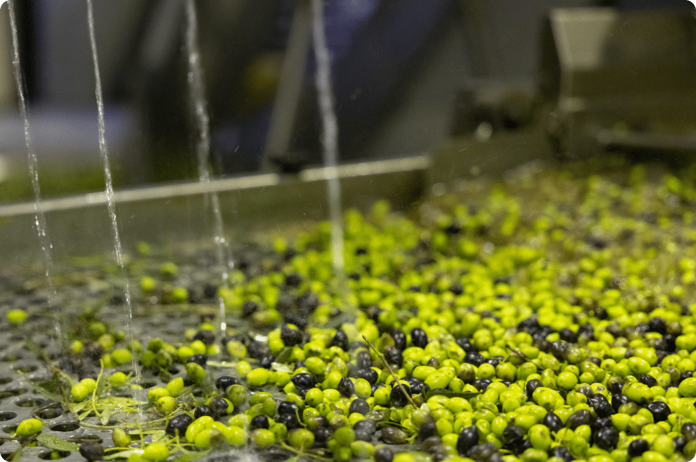 Wat is pomace olijfolie?